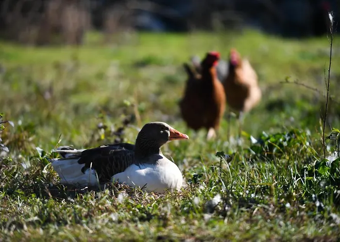 Feriehus Nicolaus Hidden Gem Shkodër
