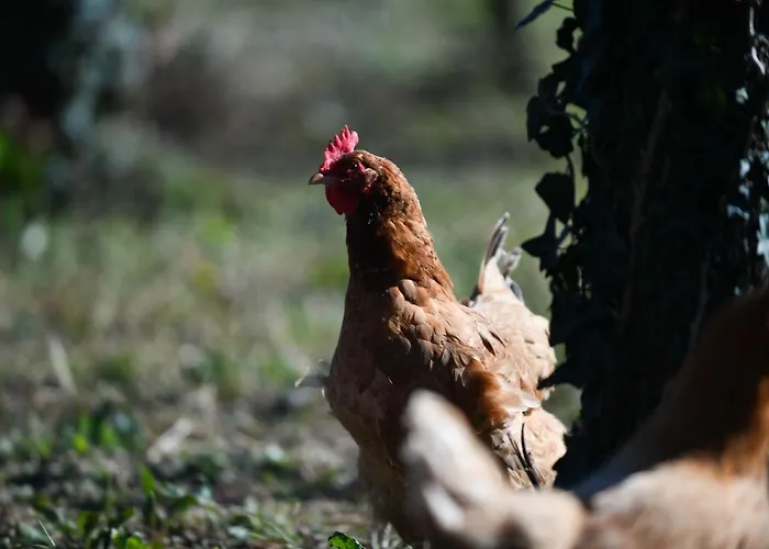 Nicolaus Hidden Gem Feriehus