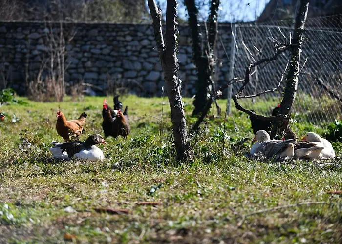 Nicolaus Hidden Gem * Shkodër