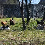 Nicolaus Hidden Gem * Shkodër