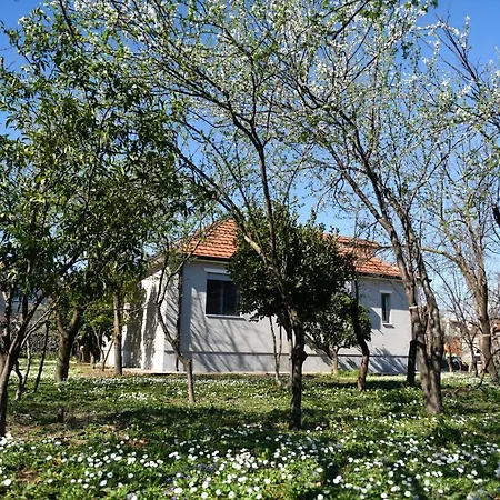 Nicolaus Hidden Gem * Shkodër