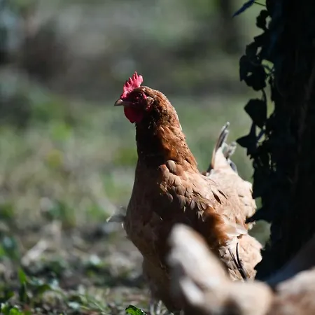 Nicolaus Hidden Gem Σπίτι διακοπών