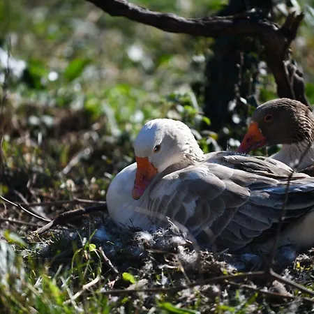 Сasa de vacaciones Nicolaus Hidden Gem