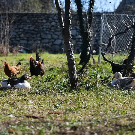 Nicolaus Hidden Gem * Σκόδρα