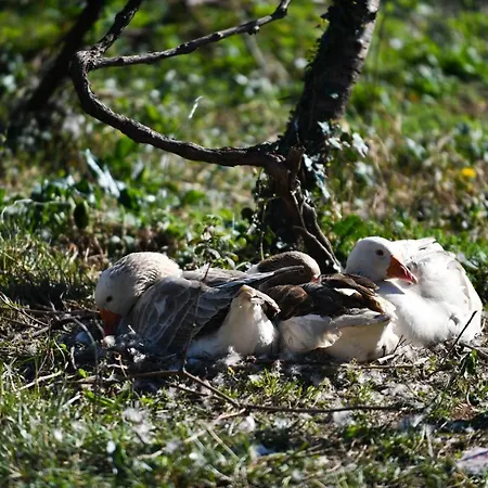 Nicolaus Hidden Gem *