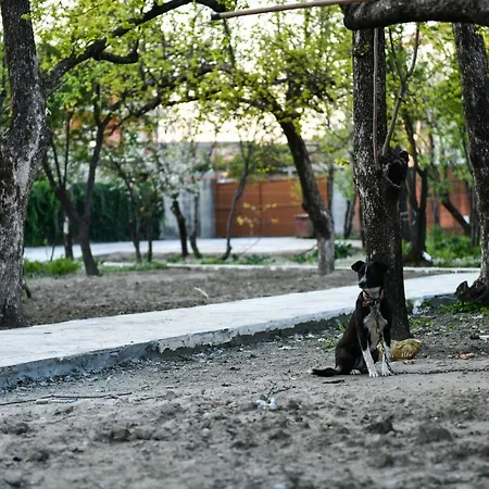 Nicolaus Hidden Gem *