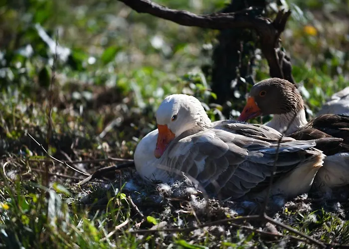 بيت للعطل Nicolaus Hidden Gem