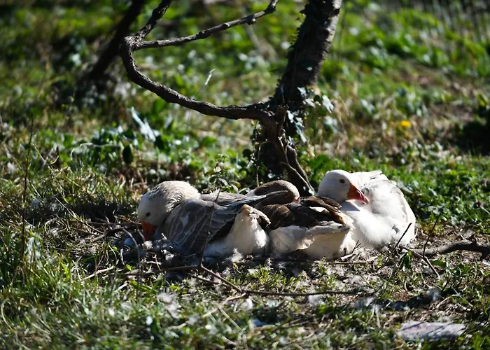 Nicolaus Hidden Gem *