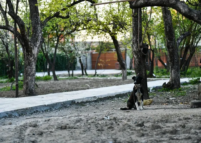 Nicolaus Hidden Gem *